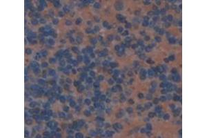IHC-P analysis of Mouse Tissue, with DAB staining. (IFNA13 抗体  (AA 24-189))