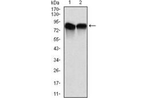 Western Blotting (WB) image for anti-Neural Precursor Cell Expressed, Developmentally Down-Regulated 8 (NEDD8) antibody (ABIN1108404) (NEDD8 抗体)