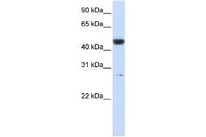 PGLS antibody used at 1 ug/ml to detect target protein. (PGLS 抗体  (Middle Region))