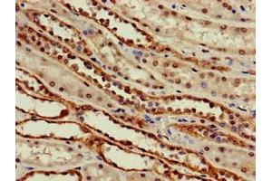 Immunohistochemistry of paraffin-embedded human kidney tissue using ABIN7169952 at dilution of 1:100 (SLC6A13 抗体  (AA 1-40))