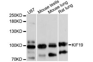 Western blot analysis of extracts of various cell lines, using KIF19 antibody (ABIN6293226) at 1:3000 dilution. (KIF19 抗体)