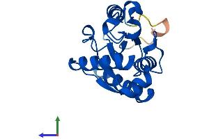 Protein Structure (PS) image for Nicotinamide Riboside Kinase 1 (NMRK1) (AA 1-195) protein (His tag) (ABIN7560015)