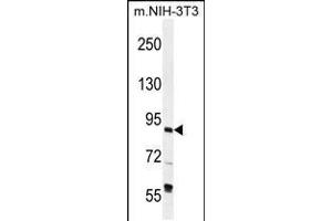 Western blot analysis in mouse NIH-3T3 cell line lysates (35ug/lane). (GTF3C4 抗体  (N-Term))