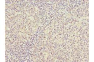 Immunohistochemistry of paraffin-embedded human tonsil tissue using ABIN7142221 at dilution of 1:100 (PSMD8 抗体  (Regulatory Subunit 8))