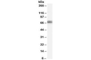 Western blot testing of HEK293 lysate with DKK3 antibody at 2ug/ml. (DKK3 抗体)