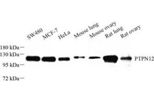 Western Blotting (WB) image for anti-Protein Tyrosine Phosphatase G1 (PTPN12) antibody (ABIN7075292)