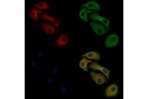 Phospho-MAP4K4 (Ser801) Antibody staining Hela cells(heat shock treatment) by IF/ICC. (MAP4K4 抗体  (pSer801))