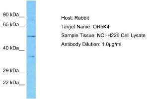 Host: Rabbit Target Name: OR5K4 Sample Type: NCI-H226 Whole Cell lysates Antibody Dilution: 1. (OR5K4 抗体  (C-Term))