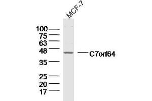 Lane 1: MCF-7 lysates probed with C7orf64 Polyclonal Antibody, Unconjugated  at 1:300 overnight at 4˚C. (C7orf64 抗体  (AA 1-100))