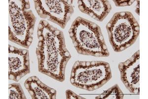 Immunoperoxidase of monoclonal antibody to KLF11 on formalin-fixed paraffin-embedded human small Intestine. (KLF11 抗体  (AA 404-512))