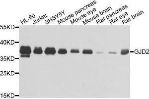 Western blot analysis of extracts of various cell lines, using GJD2 antibody (ABIN1872826) at 1:1000 dilution.