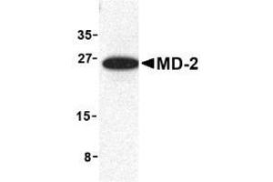 Image no. 2 for anti-Lymphocyte Antigen 96 (LY96) antibody (ABIN204170) (LY96 抗体)