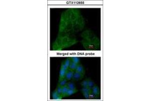 Image no. 2 for anti-Prostaglandin E Synthase 3 (Cytosolic) (PTGES3) (AA 1-130) antibody (ABIN467446)