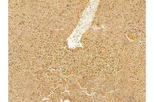 ALS2 Mouse Monoclonal Antibody at 1/100 staining mouse liver tissue by IHC-P. (ALS2 抗体  (N-Term))