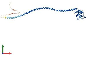 AlphaFold protein structure predicition of Mouse Recombinant Cd207 Protein, UniprotID Q8VBX4