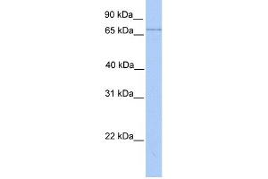WB Suggested Anti-LMF2 Antibody Titration:  0.