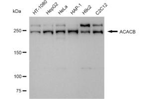 anti-Acetyl-CoA Carboxylase beta (ACACB) antibody