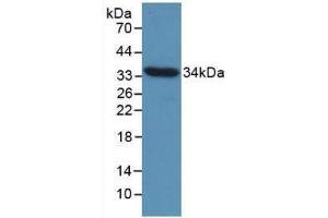 Western blot analysis of recombinant Chicken CCND1. (Cyclin D1 抗体  (AA 1-292))