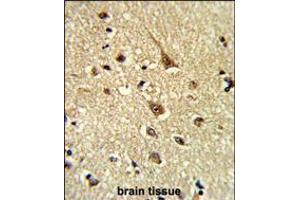 Formalin-fixed and paraffin-embedded human brain tissue reacted with GLO1 Antibody (N-term), which was peroxidase-conjugated to the secondary antibody, followed by DAB staining. (GLO1 抗体  (N-Term))