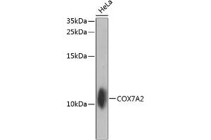 Western blot analysis of extracts of HeLa cells, using COX7 antibody (ABIN6129000, ABIN6138922, ABIN6138923 and ABIN6224457) at 1:1000 dilution. (COX7A2 抗体  (AA 33-115))