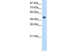 Western Blotting (WB) image for anti-Dopamine Receptor Binding 1 (DRB1) antibody (ABIN2462346) (DRB1 抗体)