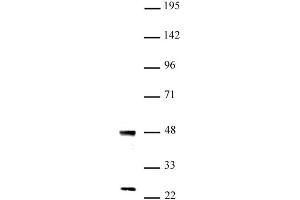 UTF1 antibody (pAb) tested by Western blot Nuclear extract of mouse ES cells (20 µg) probed with UTF1 antibody (1:1,000). (UTF1 抗体  (N-Term))