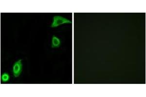 Immunofluorescence analysis of A549 cells, using RPS20 Antibody. (RPS20 抗体  (AA 31-80))