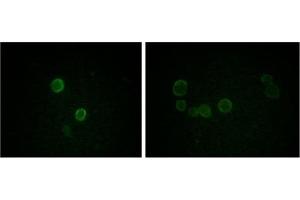 Immunofluorescence (IF) image for anti-Apolipoprotein M (APOM) antibody (ABIN1105422) (Apolipoprotein M 抗体)
