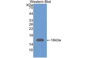 Western Blotting (WB) image for anti-Pre-B Lymphocyte 1 (VPREB1) (AA 33-135) antibody (ABIN2118836) (VPREB1 抗体  (AA 33-135))