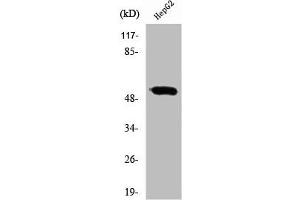 Western Blot analysis of HepG2 cells using RXRγ Polyclonal Antibody (Retinoid X Receptor gamma 抗体  (Internal Region))