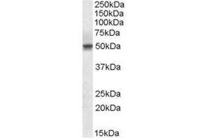 Sstaining of Human Testis lysate using Septin-6 antibody at 1 µg/ml (35µg protein in RIPA buffer). (Septin 6 抗体  (Internal Region))