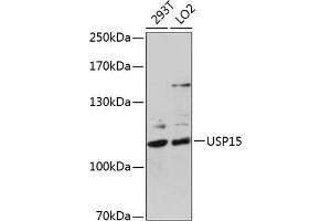 Western blot analysis of extracts of various cell lines, using USP15 antibody (ABIN6130759, ABIN6149998, ABIN6149999 and ABIN6222530) at 1:1000 dilution. (USP15 抗体  (AA 852-952))