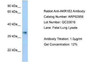 Western Blotting (WB) image for anti-Aldo-Keto Reductase Family 1, Member E2 (AKR1E2) (C-Term) antibody (ABIN970088) (AKR1E2 抗体  (C-Term))