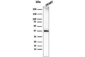 Western Blotting (WB) image for anti-Histone H1 antibody (ABIN6939600)