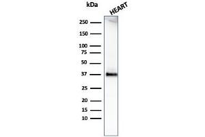 Western Blot Analysis of human heart tissue lysate using Histone H1 Rabbit Recombinant Monoclonal Antibody (HH1/1784R). (Recombinant Histone H1 抗体)