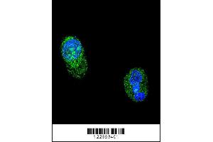 Confocal immunofluorescent analysis of HNF1A Antibody with HepG2 cell followed by Alexa Fluor 488-conjugated goat anti-rabbit lgG (green). (HNF1A 抗体  (AA 177-205))