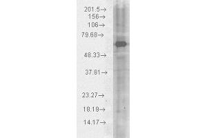 Western blot analysis of Human HeLa cell lysates showing detection of HSP70 protein using Chicken Anti-HSP70 Polyclonal Antibody . (HSP70 抗体  (Atto 488))