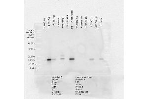 Western Blot analysis of Rat Brain, Heart, Kidney, Liver, Pancreas, Skeletal muscle, Spleen, Testes, Thymus cell lysates showing detection of Alpha B Crystallin protein using Mouse Anti-Alpha B Crystallin Monoclonal Antibody, Clone 3A10-C9 . (CRYAB 抗体  (Atto 594))