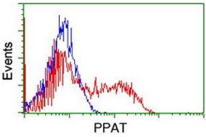 Image no. 2 for anti-Phosphoribosyl Pyrophosphate Amidotransferase (PPAT) (AA 42-278) antibody (ABIN1491500) (PPAT 抗体  (AA 42-278))