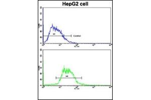 Flow Cytometric analysis of HepG2 cells using Glucagon Antibody (N-term) Cat. (Glucagon 抗体  (N-Term))