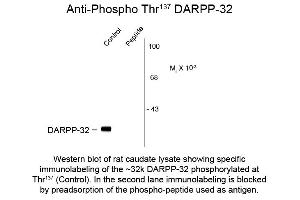 Western Blot of Anti-DARPP-32 pS137 (Rabbit) Antibody - 612-401-D26 Western Blot of Anti-DARPP-32 pS137 (Rabbit) Antibody.