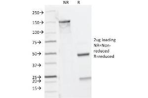 SDS-PAGE Analysis Purified CD8A Mouse Monoclonal Antibody (C8/144B). (CD8 alpha 抗体  (C-Term, Cytoplasmic Domain))