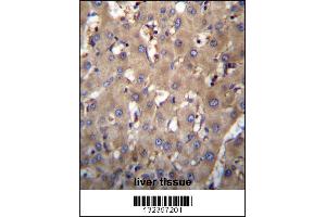 SEC63 Antibody immunohistochemistry analysis in formalin fixed and paraffin embedded human liver tissue followed by peroxidase conjugation of the secondary antibody and DAB staining. (SEC63 抗体  (N-Term))