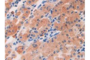 DAB staining on IHC-P; Samples: Human Stomach Tissue (BNP 抗体  (AA 27-134))