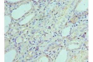Immunohistochemistry of paraffin-embedded human kidney tissue using ABIN7143342 at dilution of 1:100 (Adenylate Kinase 2 抗体  (AA 1-232))