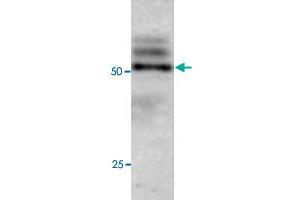 Western blot under reducing conditions on Olfactory cell line (Odora) lysate using rabbit ATG4C polyclonal antibody  at a dilution of 1 : 100. (ATG4C 抗体  (C-Term))