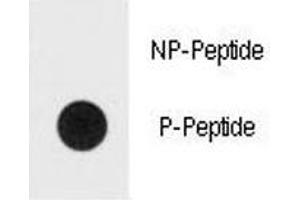 Dot blot analysis of phospho-ERK1/2 antibody. (ERK1/2 抗体  (pThr202, pTyr204))