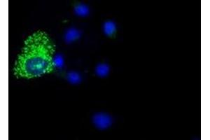 Immunofluorescence (IF) image for anti-Cytochrome C Oxidase Subunit VIa Polypeptide 1 (COX6A1) antibody (ABIN1497580) (COX6A1 抗体)