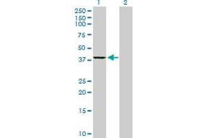 Western Blot analysis of GMPR2 expression in transfected 293T cell line by GMPR2 MaxPab polyclonal antibody. (GMPR2 抗体  (AA 1-348))