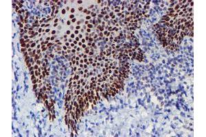 Image no. 6 for anti-WW Domain Containing Transcription Regulator 1 (WWTR1) antibody (ABIN1501763) (WWTR1 抗体)